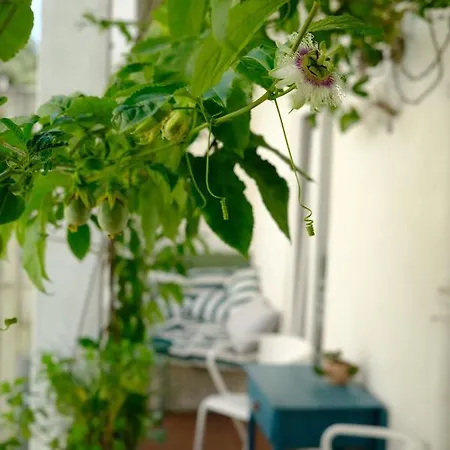 Sunny Urban Oasis Apartament